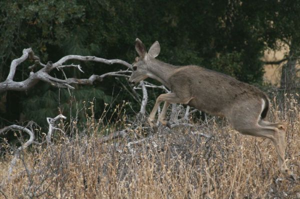 A black-tailed deer leaps just off-trail.