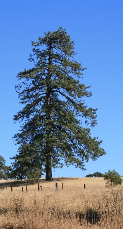 A picturesque Monterey pine.