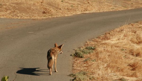 A coyote jaywalks along the mountain road.