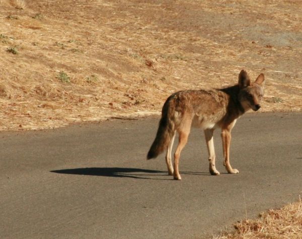 The jaywalking coyote turns to sullenly mock us.