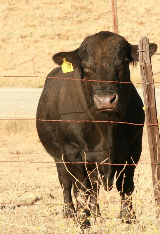 This young steer seems well-practiced at posing for the camera.