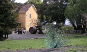 Picchetti peacocks: a sure sign of Spring!