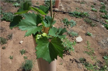 A young Mourvèdre vine greets the sun in Block 3.